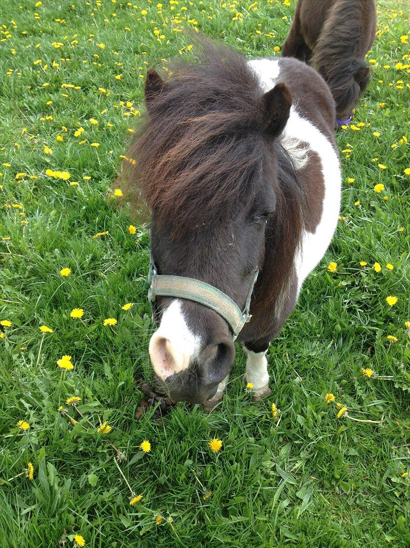 Dansk Miniature Kawo's Sasja  billede 4