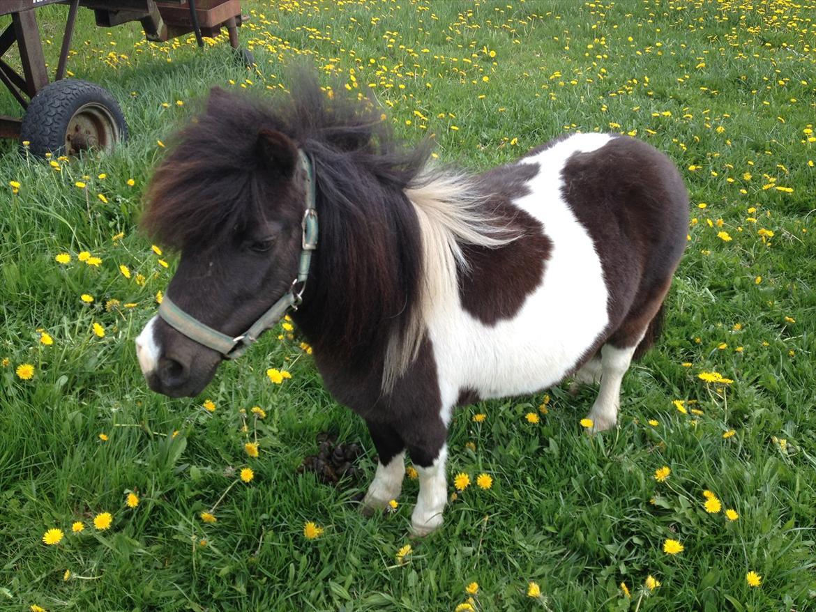 Dansk Miniature Kawo's Sasja  billede 5