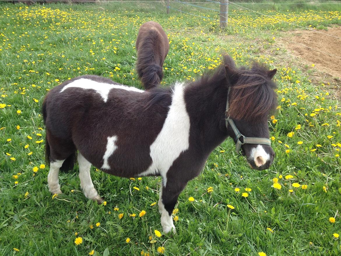 Dansk Miniature Kawo's Sasja  billede 6