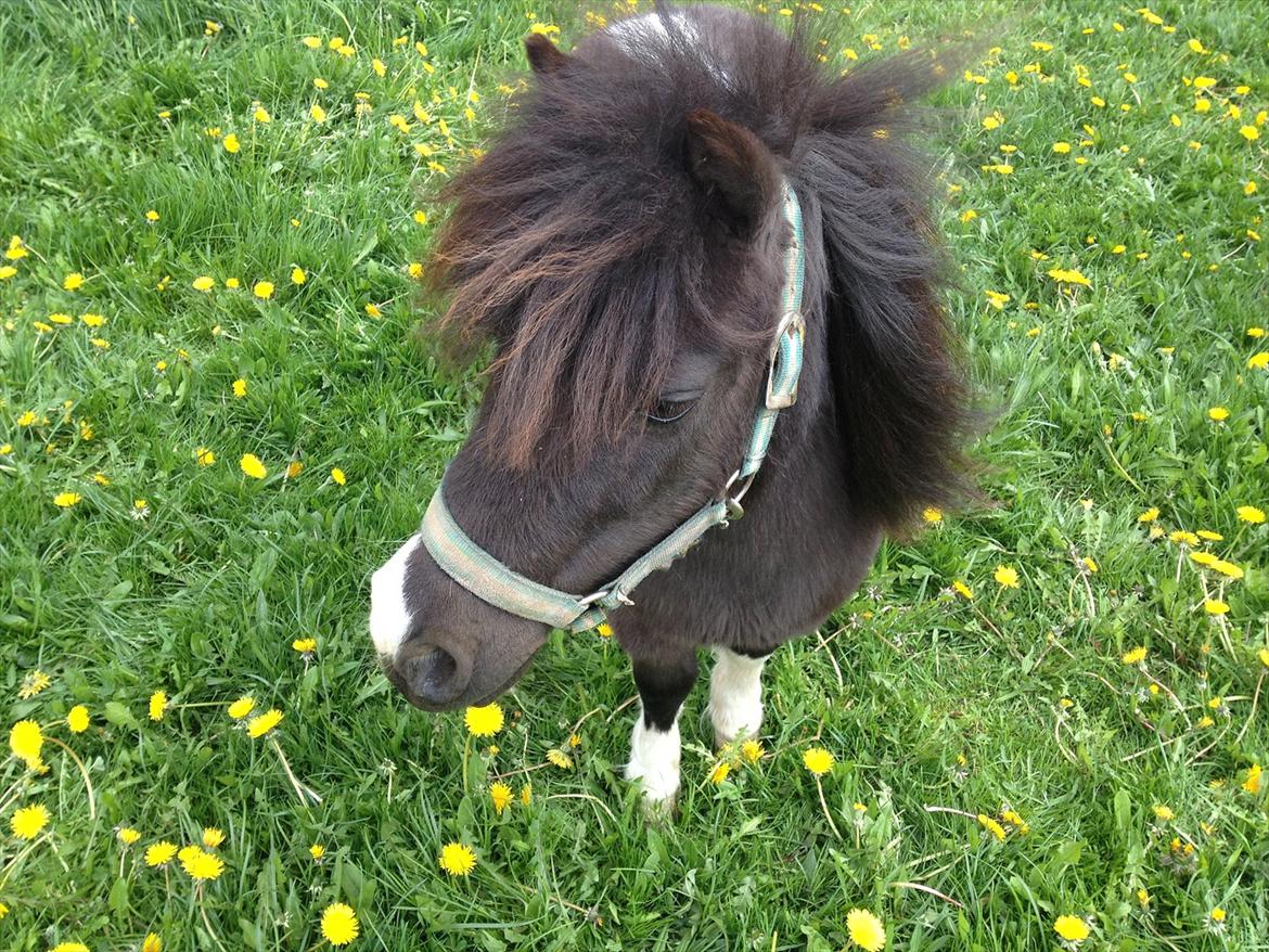 Dansk Miniature Kawo's Sasja  billede 7