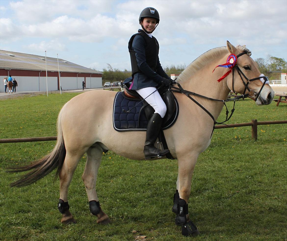 Fjordhest Neptun Skovå - Vi red 0 i U-LE spring, seje Nepper :) billede 6