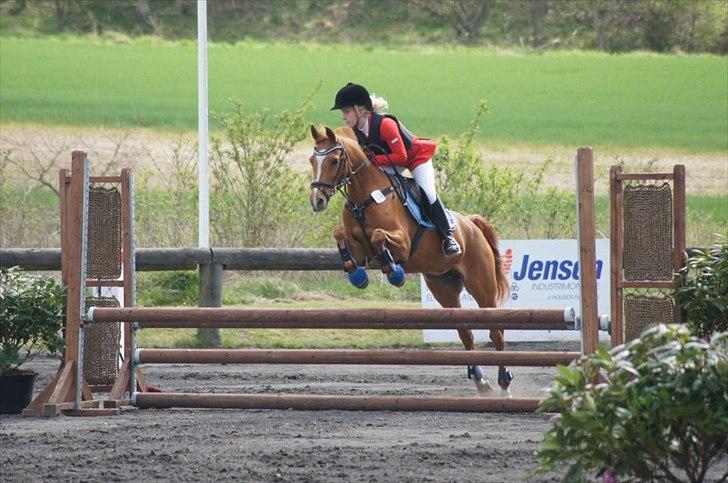 Hollandsk Sportspony Virona - Kallehavegaard 040512 - første stævne sammen. Vi red ULB og LB. billede 2