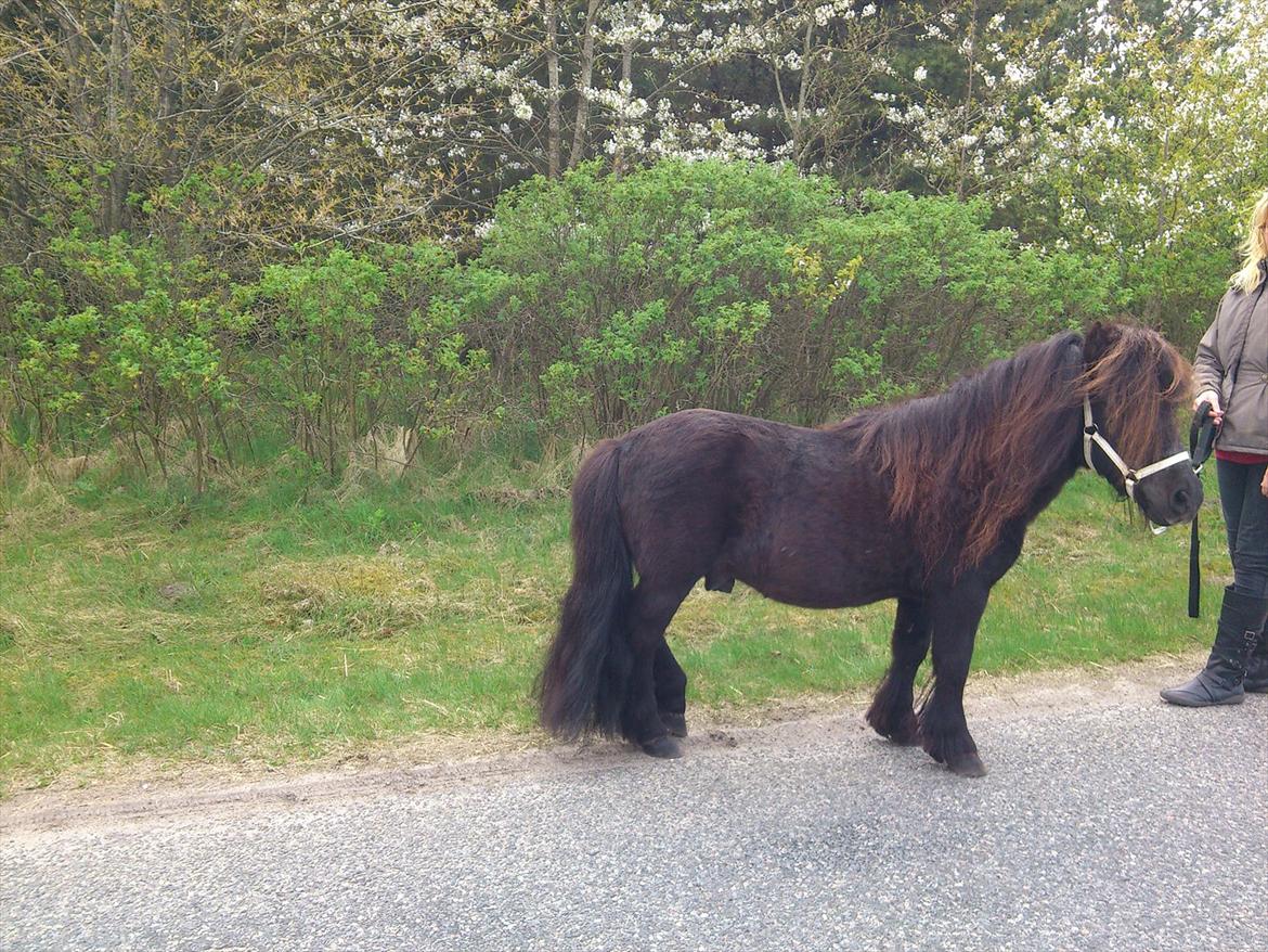 Shetlænder Vestergårdens Absalon-Ponyprins<3 - Absalon er lige blevet nyvasket! :-D billede 17