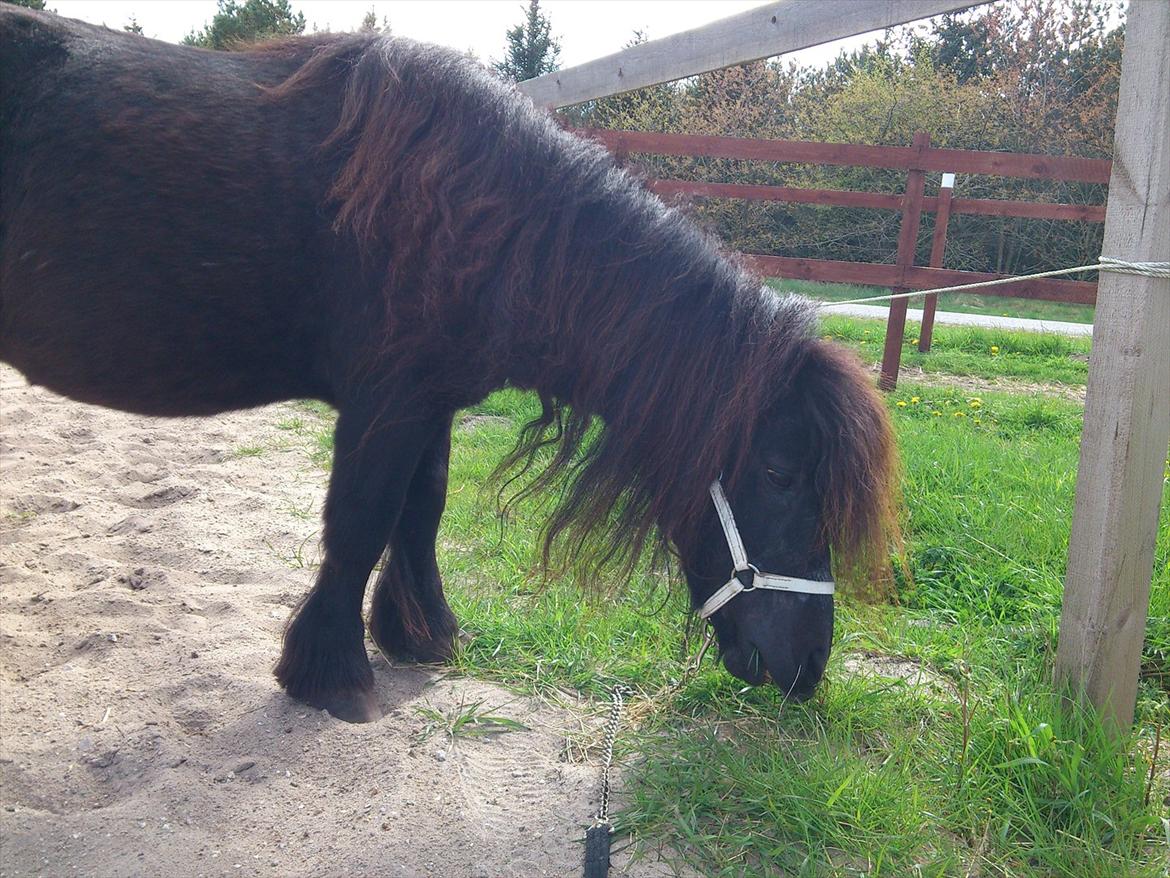 Shetlænder Vestergårdens Absalon-Ponyprins<3 - Absalons lækre nyvaskede man!<3 billede 18