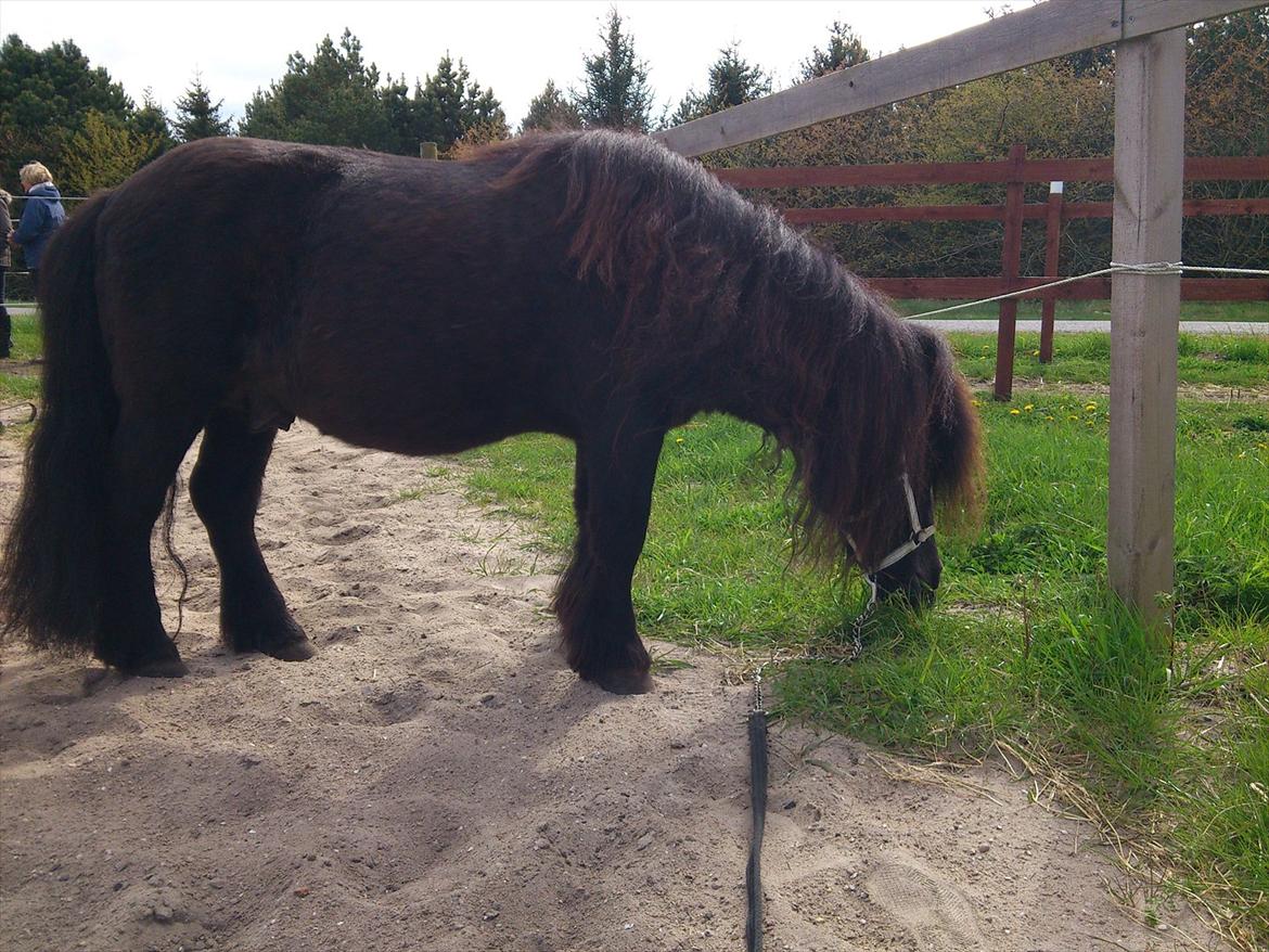 Shetlænder Vestergårdens Absalon-Ponyprins<3 - Smukke basse!<3 billede 19