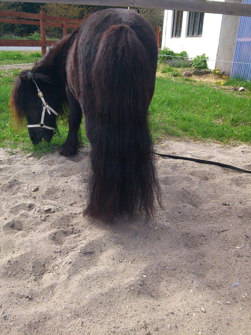 Shetlænder Vestergårdens Absalon-Ponyprins<3 - Wup wup! :-D den hale! den tog laaang tid at vaske! ;-) men den blev godt nok også pæn! billede 20