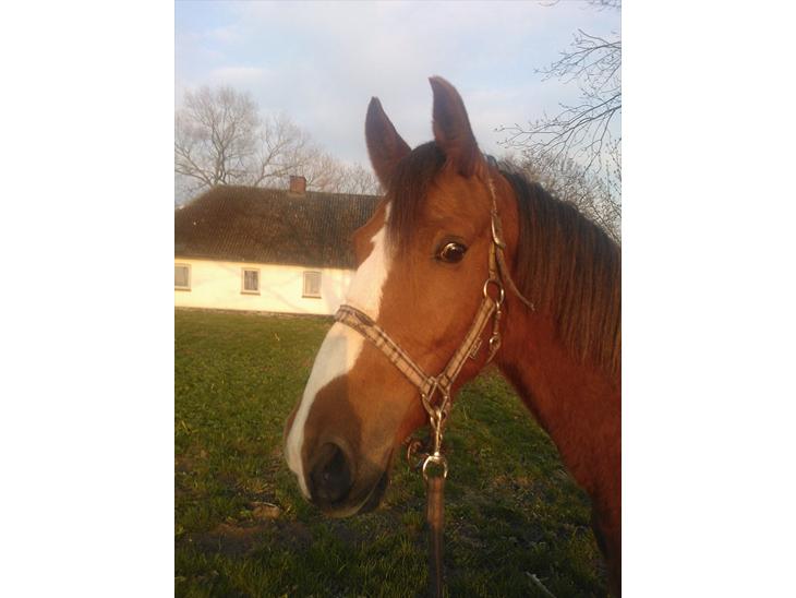 {{currentPhoto.altText}} billede {{currentPhoto.number}}