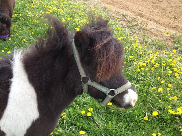 {{currentPhoto.altText}} billede {{currentPhoto.number}}