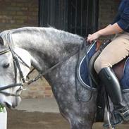 Anden særlig race Aladin 