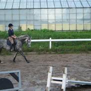 Anden særlig race Aladin 