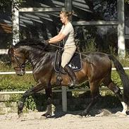 Dansk Varmblod (Himmelhest) EQUESTRE CADO DV 803