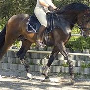Dansk Varmblod (Himmelhest) EQUESTRE CADO DV 803