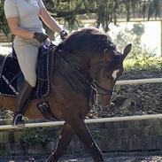 Dansk Varmblod (Himmelhest) EQUESTRE CADO DV 803