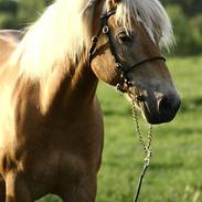 Haflinger kogle*solgt*