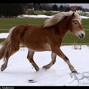 Haflinger kogle*solgt*