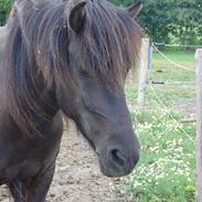 Islænder Ira fra Hestehavegård