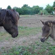 Islænder Ira fra Hestehavegård