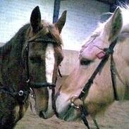 Anden særlig race Dolph