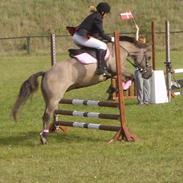 Anden særlig race Misty