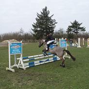 Anden særlig race Misty