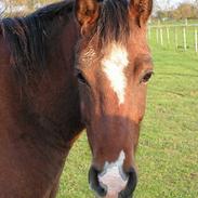 Anden særlig race Amanti