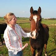 Anden særlig race Amanti