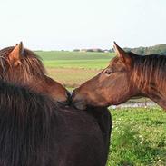 Anden særlig race Amanti