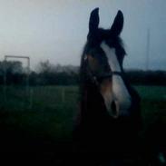 Oldenborg Noname (R.I.P)