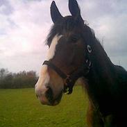 Oldenborg Noname (R.I.P)