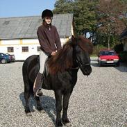 Islænder Jaki fra Mammen (solgt)