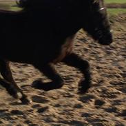 Islænder Jaki fra Mammen (solgt)