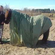 Islænder Jaki fra Mammen (solgt)