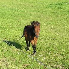Shetlænder Lukas (SOLGT)