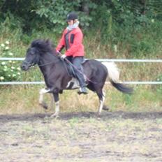 Islænder Klár fra Krossi