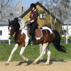 Pinto Syvagergård's Amigo