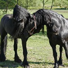 Frieser Herros van den Eppenzolder