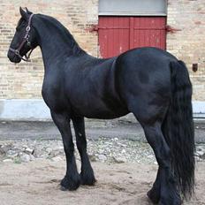 Frieser Loike