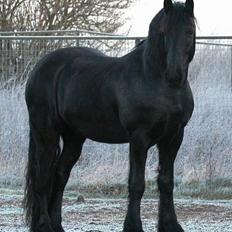 Frieser Loike