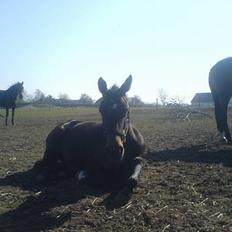 Anden særlig race Tamara  *SOLGT*