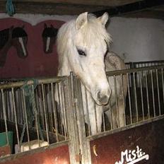 Anden særlig race Mr. Mayson