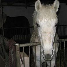 Anden særlig race Mr. Mayson