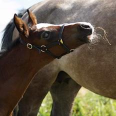 Dansk Varmblod Cortez H (død)
