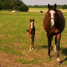 Dansk Varmblod Canto (kanne) (solgt) <3