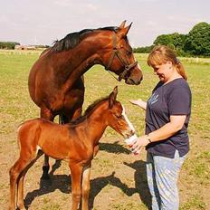 Dansk Varmblod Canto (kanne) (solgt) <3