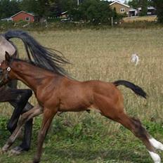 Dansk Varmblod Cortez H (død)