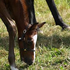 Dansk Varmblod Cortez H (død)
