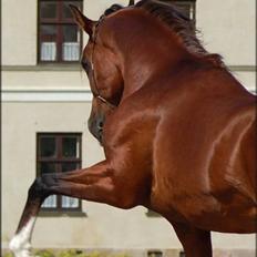 Arabisk fuldblod (OX) Wareno - SOLGT - † AFLIVET 2014 †