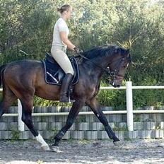 Dansk Varmblod (Himmelhest) EQUESTRE CADO DV 803