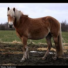 Haflinger kogle*solgt*