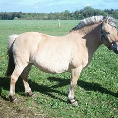 Fjordhest Susi 